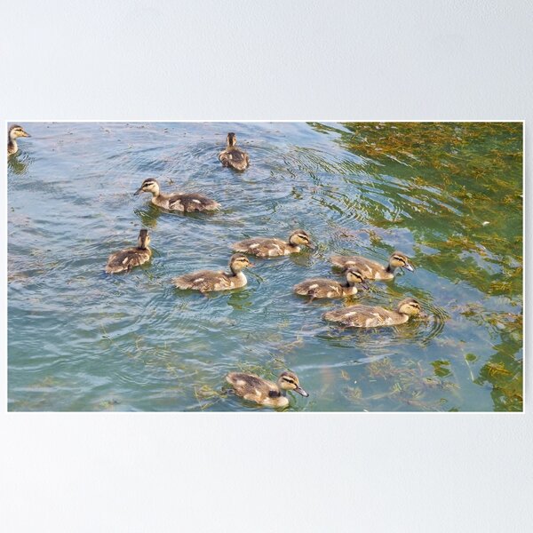 Item preview, Ducklings Enjoying The Pond designed and sold by BackyardBirder.