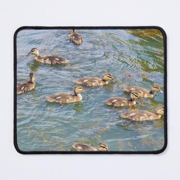 Item preview, Ducklings Enjoying The Pond designed and sold by BackyardBirder.