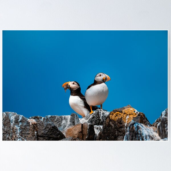 Item preview, Puffins on the lookout - Northumberland designed and sold by sixfourthreetwo.