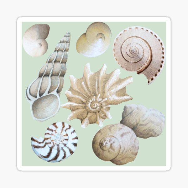 Beachcombed Beauties on seaglass green - Neutral sea shells Sticker