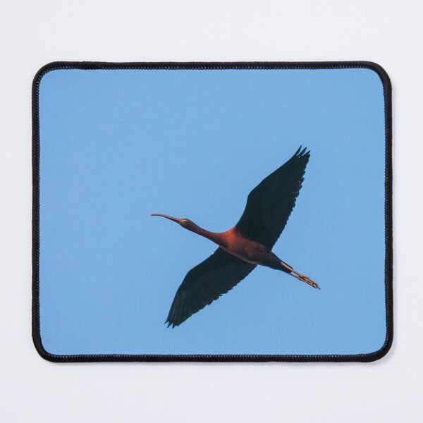 Item preview, Glossy Ibis Flyby designed and sold by Ralph Goldsmith.