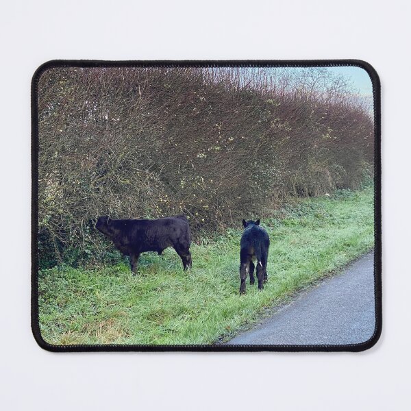 Item preview, Calves Loose on the road designed and sold by Kate Anderson Art.