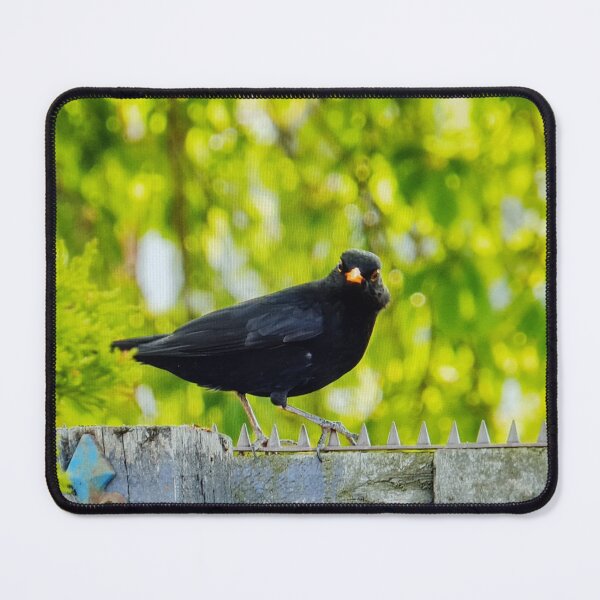 Item preview, Blackbird on a Fence designed and sold by GreenNBlue.