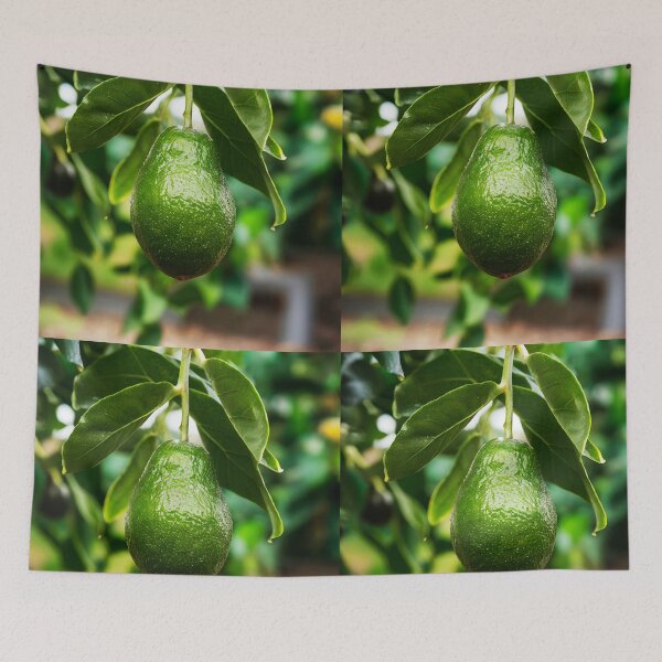 Item preview, Real avocado on tree designed and sold by EmeraldeaArt.
