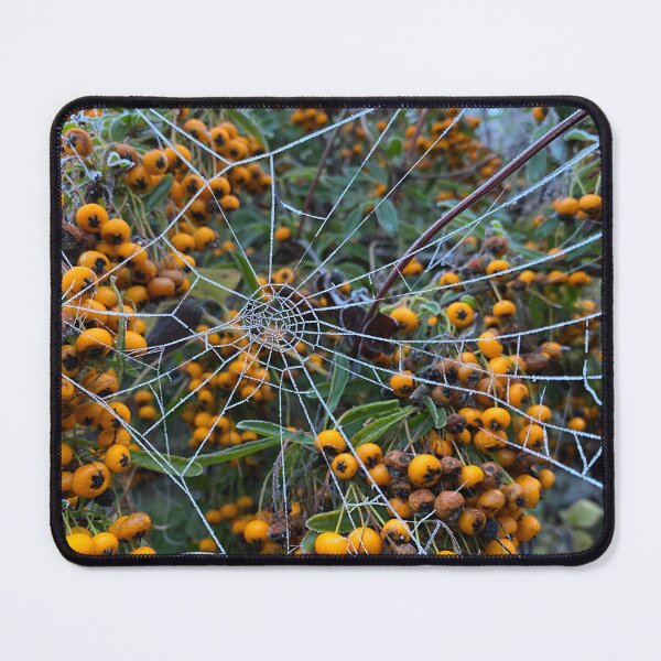 Item preview, Spider's Web on Firethorn designed and sold by Kate Anderson Art.