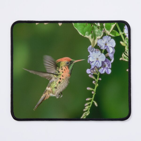Item preview, Sipping nectar - Tufted coquette designed and sold by Rachel Lee Young - Land of the Hummingbird.