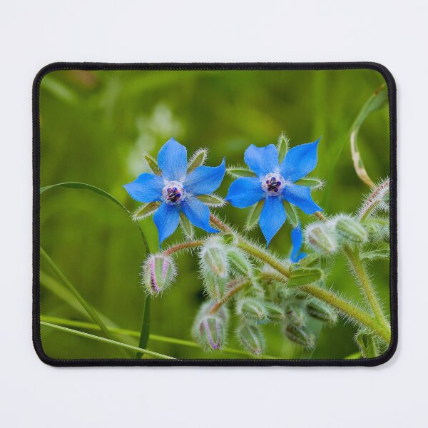 Item preview, Bright blue borage designed and sold by beatbieri.ch.