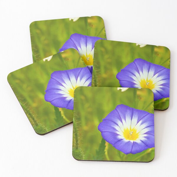 Item preview, Tricolor bindweed in gentle bloom designed and sold by beatbieri.ch.