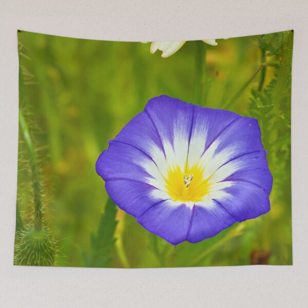Item preview, Tricolor bindweed in gentle bloom designed and sold by beatbieri.ch.