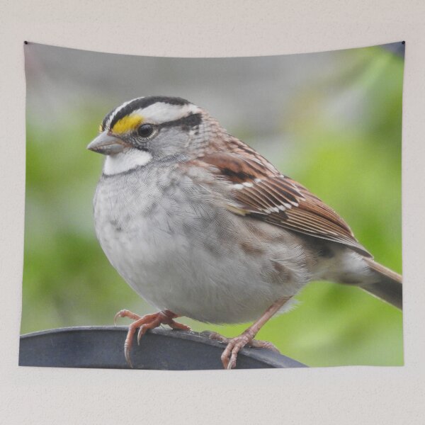 Item preview, White-throated Sparrow designed and sold by priesterjen.