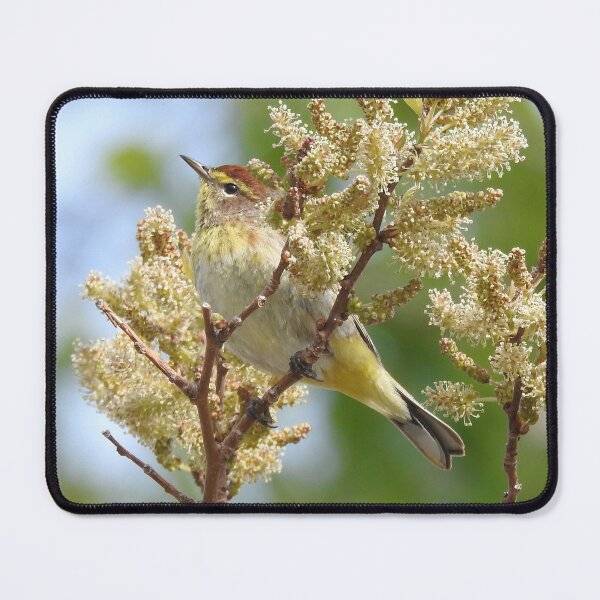 Item preview, Palm Warbler designed and sold by priesterjen.