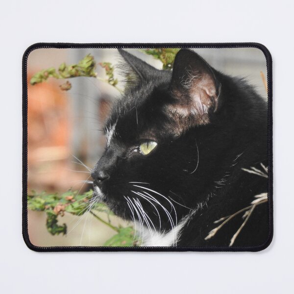 Item preview, Black and White Cat Closeup designed and sold by priesterjen.