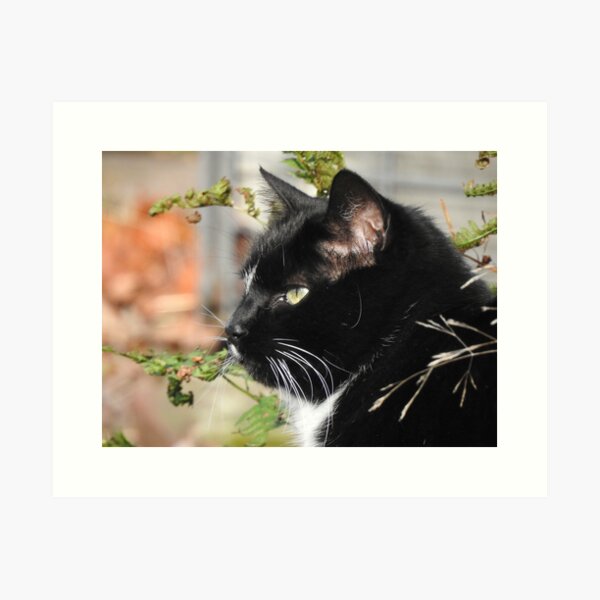 Item preview, Primer plano de un gato blanco y negro designed and sold by priesterjen.
