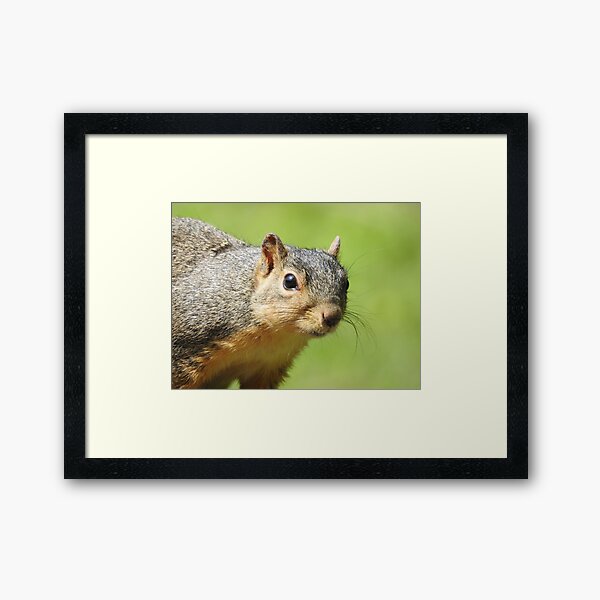 Item preview, Squirrel Close-up designed and sold by priesterjen.