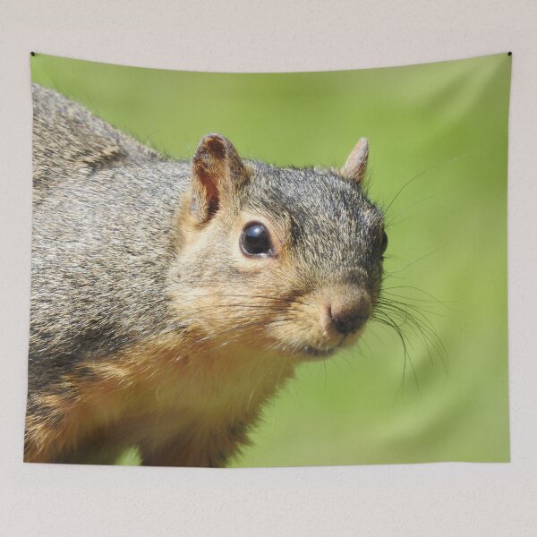 Item preview, Squirrel Close-up designed and sold by priesterjen.