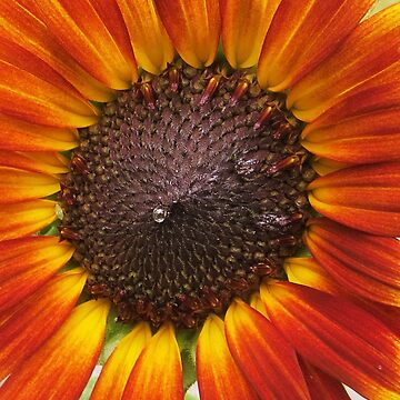 Artwork thumbnail, Sunflower Nectar by Eclectically-Kimberly
