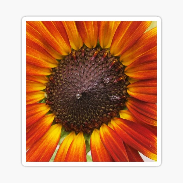 Item preview, Nectar de tournesol designed and sold by Eclectically-Kimberly.