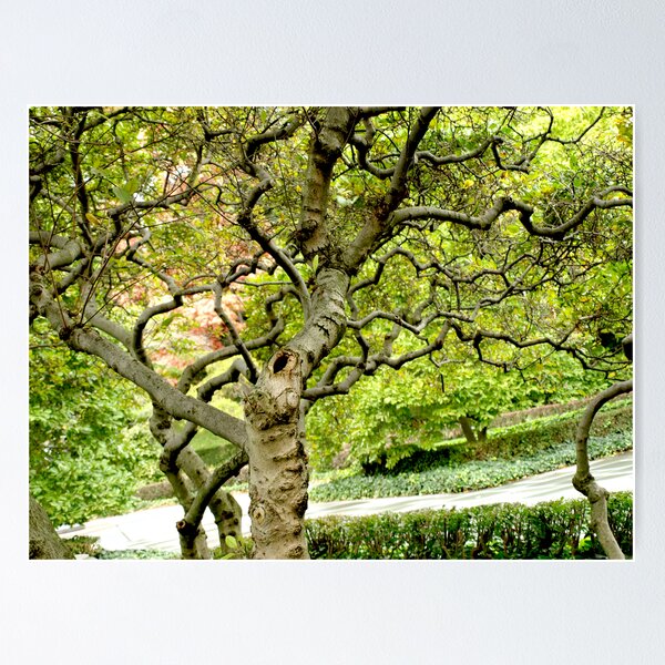 Item preview, Squiggly Tree designed and sold by Allison Dougherty.