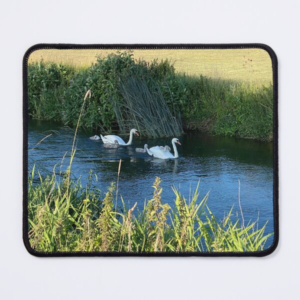 Item preview, Swans at Titchmarsh Nature Reserve, Northamptonshire, UK designed and sold by Kate Anderson Art.