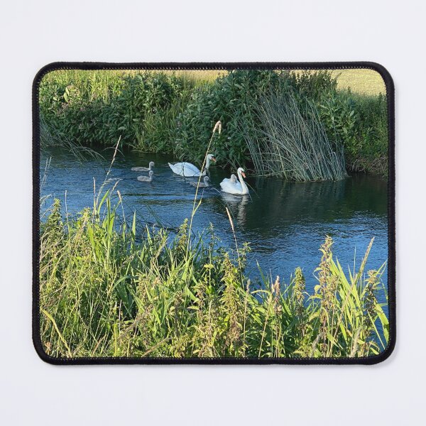 Item preview, Family of Swans, Titchmarsh Nature Reserve, Northamptonshire designed and sold by Kate Anderson Art.