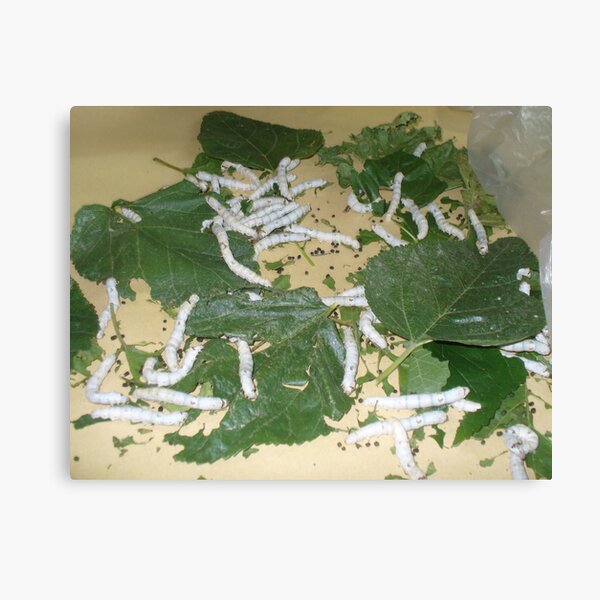 Item preview, Silkworms designed and sold by sharoncohen.