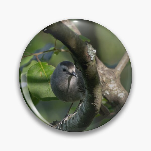 Item preview, Grey Catbird designed and sold by smacdonn.