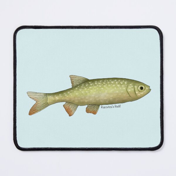 Item preview, Racovitza's Rudd Painting designed and sold by Meganemer4.
