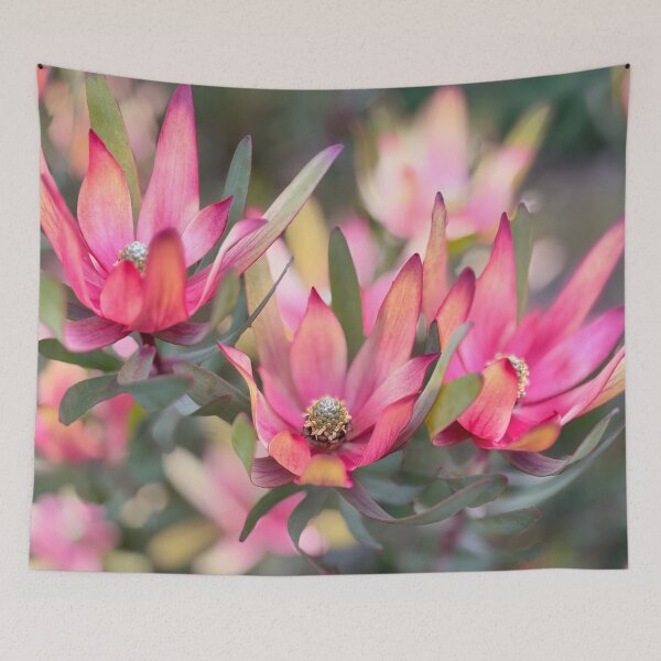 Item preview, Beautiful Leucadendrons designed and sold by smh2.