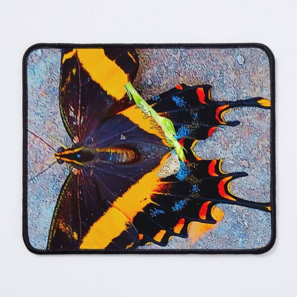 Item preview, Cuban Swallowtail Butterfly on the Wall RZ 3/25 designed and sold by Unlimited Imagination .