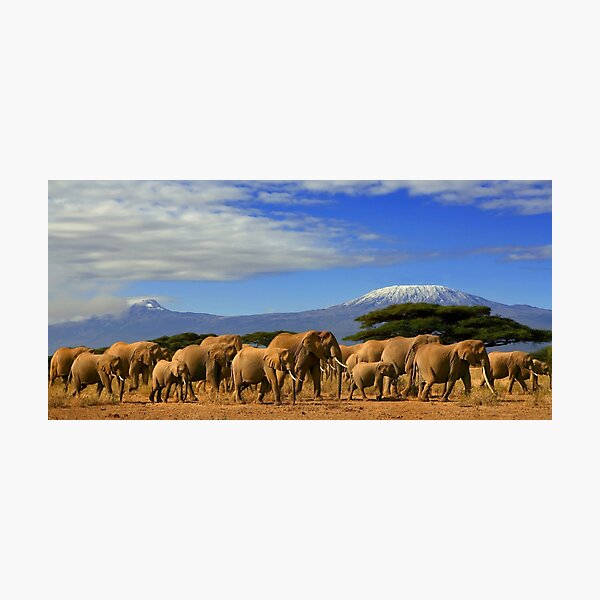 Kilimanjaro And Elephants Tanzania Kenya Africa Photographic Print