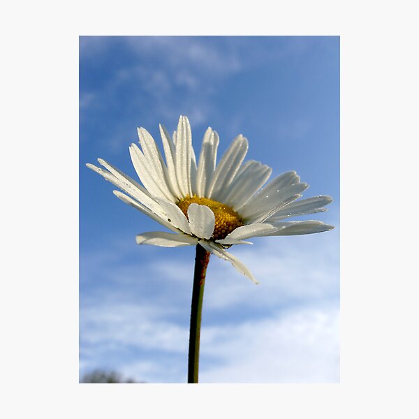 Reaching High Photographic Print