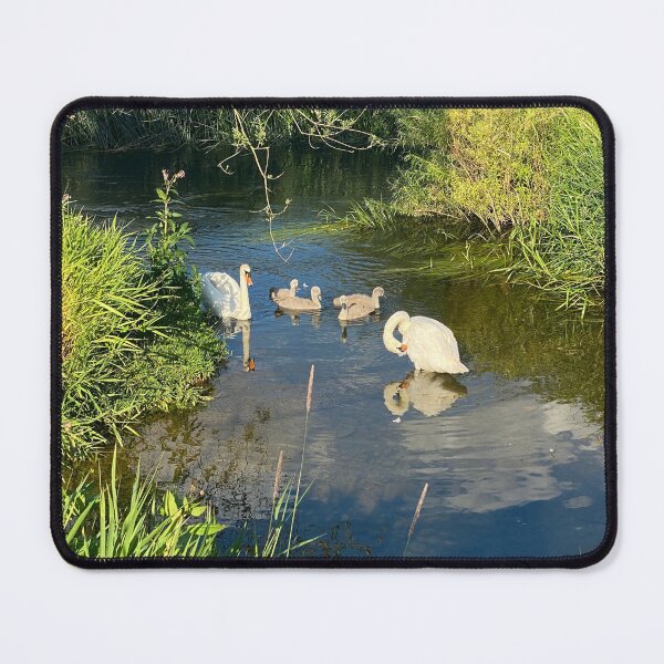 Item preview, Family of Swans, Titchmarsh Nature Reserve, Northamptonshire designed and sold by Kate Anderson Art.