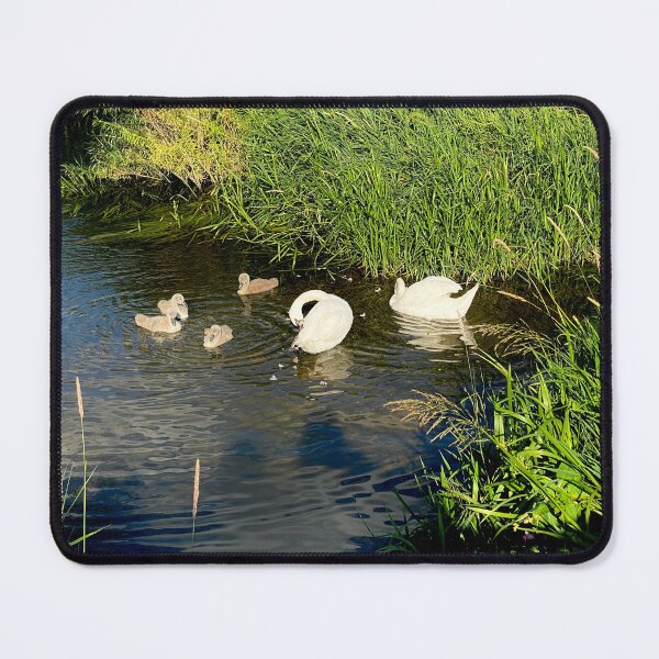 Item preview, Family of Swans, Titchmarsh Nature Reserve, Northamptonshire designed and sold by Kate Anderson Art.