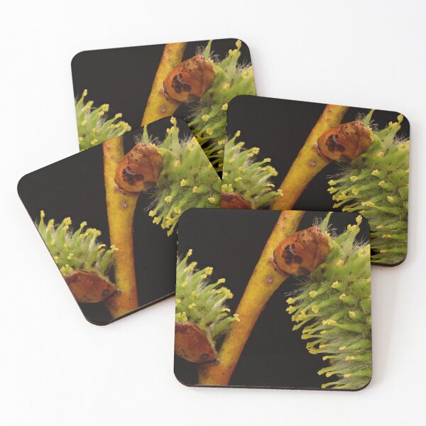 Item preview, Willow Catkins in Early Bloom designed and sold by Goiko7Margarita.