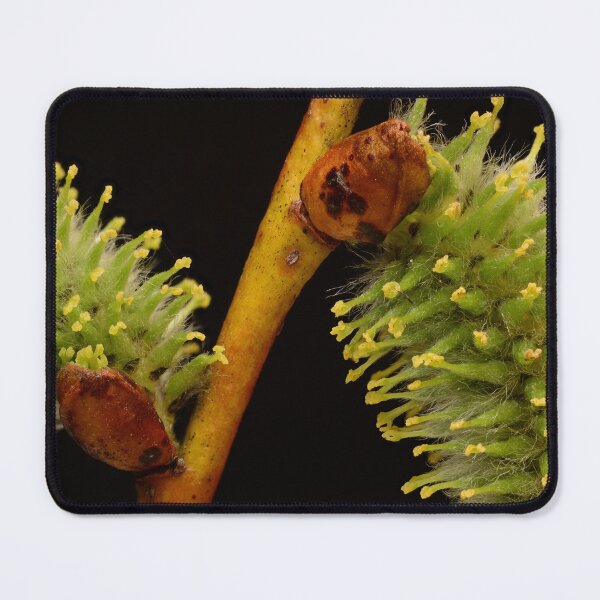 Item preview, Willow Catkins in Early Bloom designed and sold by Goiko7Margarita.