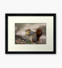 Fox Squirrel Framed Print