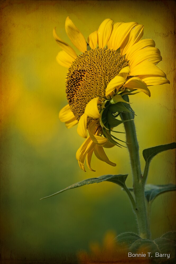 "Sunflower in June" by Bonnie T. Barry Redbubble