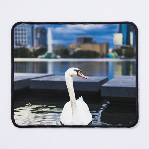 Item preview, Grace on Lake Eola – Mute Swan in Downtown Orlando designed and sold by Florida Wild Prints.