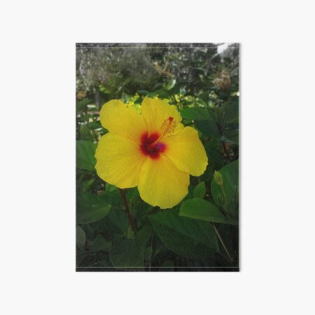 Yellow Gumamela Art Board Print