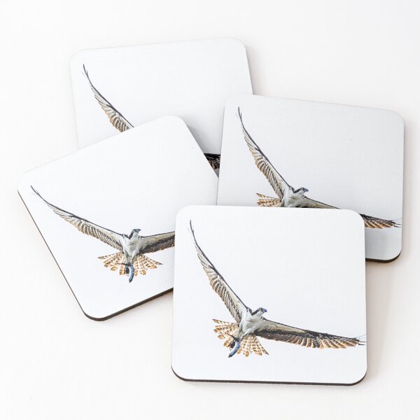 Item preview, Osprey in Flight with Catch – Florida Wildlife designed and sold by Florida Wild Prints.