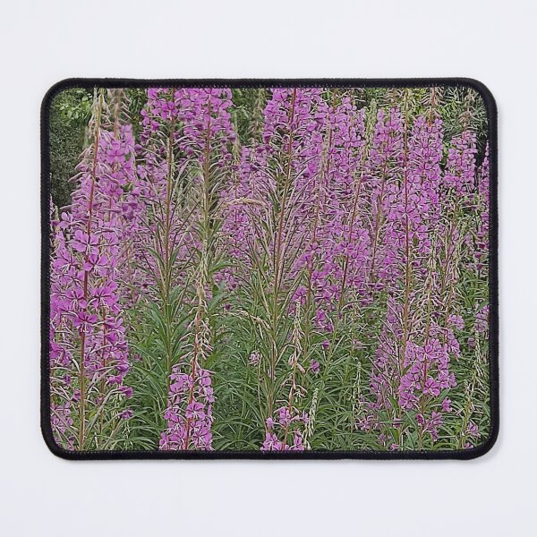 Item preview, Rosebay willowherb photograph designed and sold by esvb.