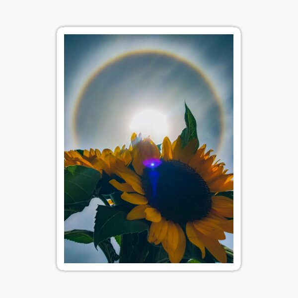 Item preview, Sunflower Sundog designed and sold by MindlessAshish.