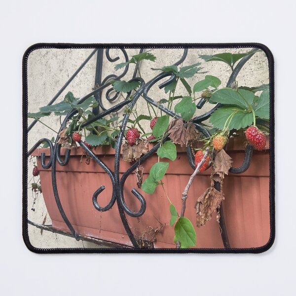 Item preview, Strawberries on the Balcony – Nature Photography designed and sold by BariMou.