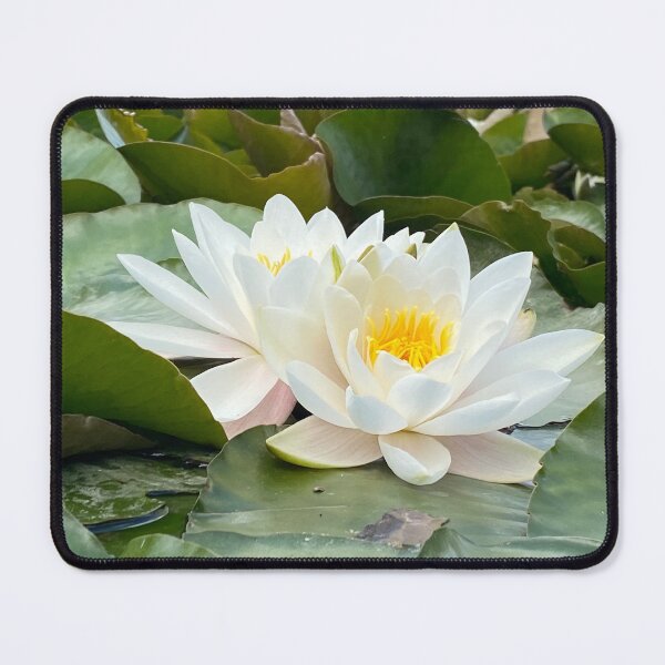 Item preview, Lilies on a pond, Northamptonshire, UK designed and sold by Kate Anderson Art.