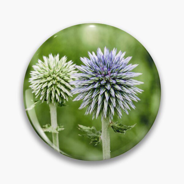 Item preview, Globe Thistle designed and sold by Eidetic Photos.
