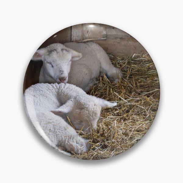 Item preview, Lambs Resting in Barn designed and sold by jrtwynam.