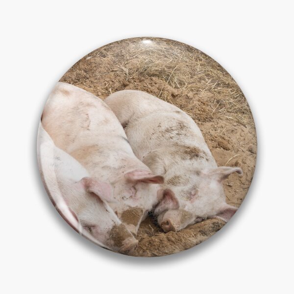 Item preview, Pigs Resting at Bronte Creek designed and sold by jrtwynam.