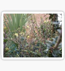 Ferns and Bushes Sticker