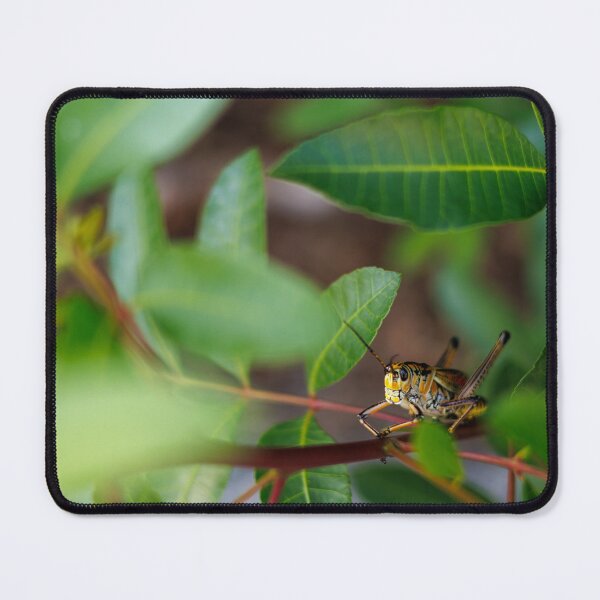 Item preview, The Watchful Hopper designed and sold by Cardinal Photography.