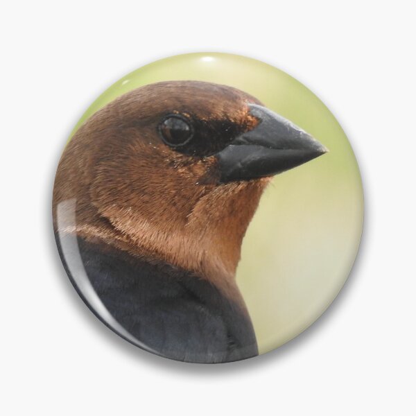 Item preview, Brown-headed Cowbird 2 designed and sold by priesterjen.